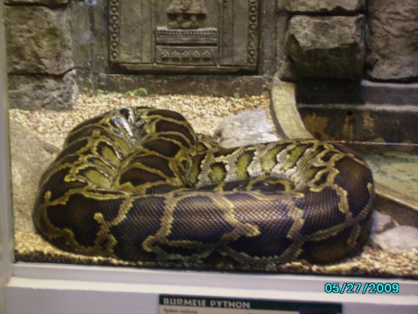 Reptile House- Burmese python