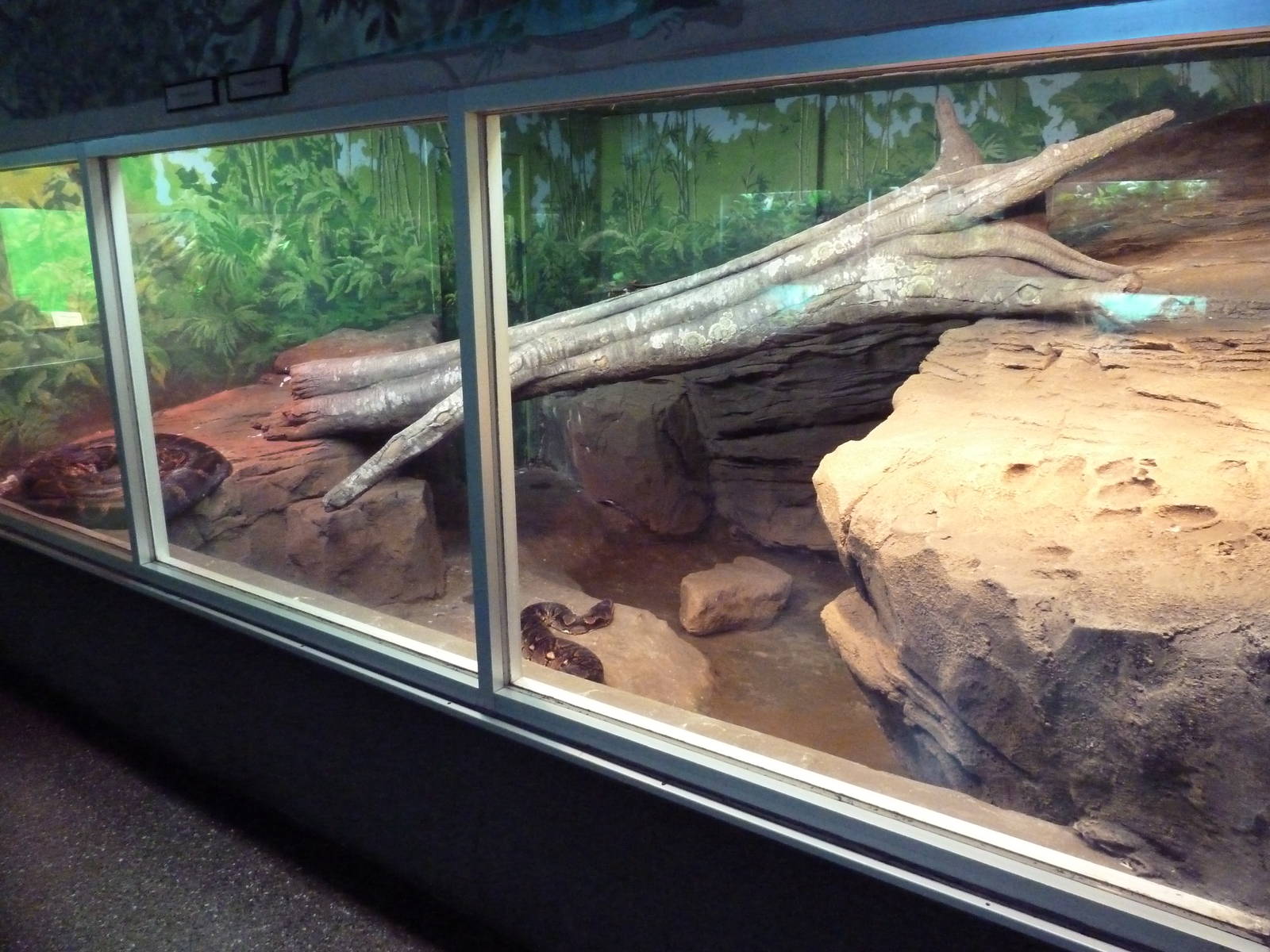Reptile House - Burmese + Reticulated Python Exhibit