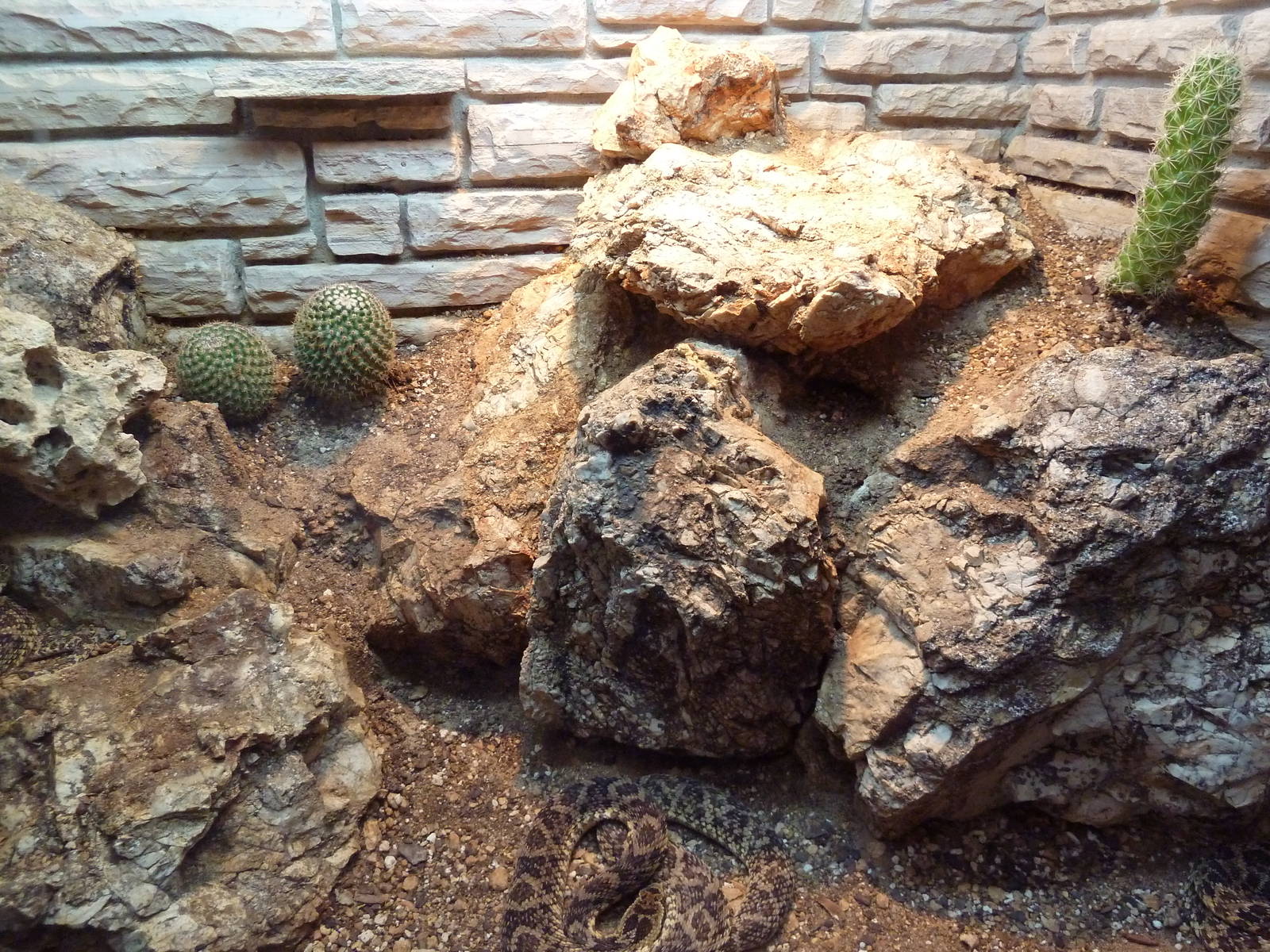 Reptile House - Caatinga Lancehead Exhibit