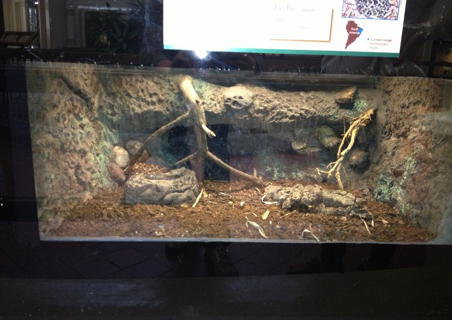 Reptile House-Caatinga Lancehead exhibit