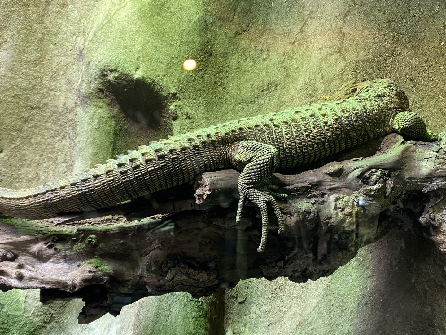 Reptile House - Caiman lizard 180322