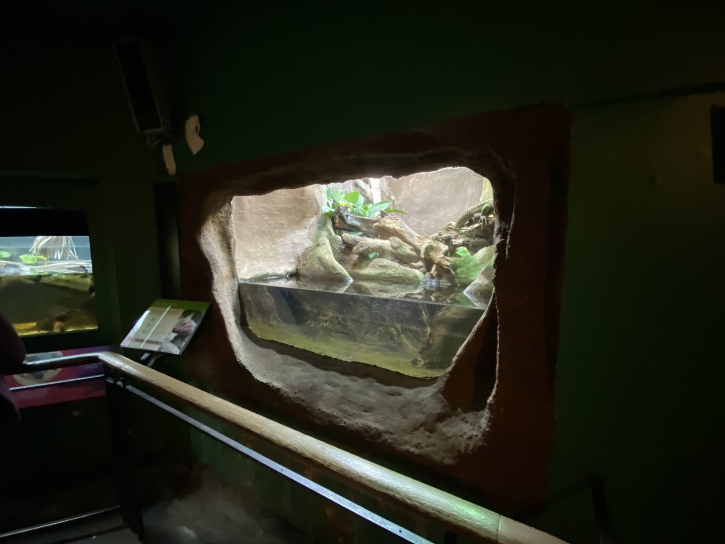 Reptile House - Caiman lizard exhibit 180322