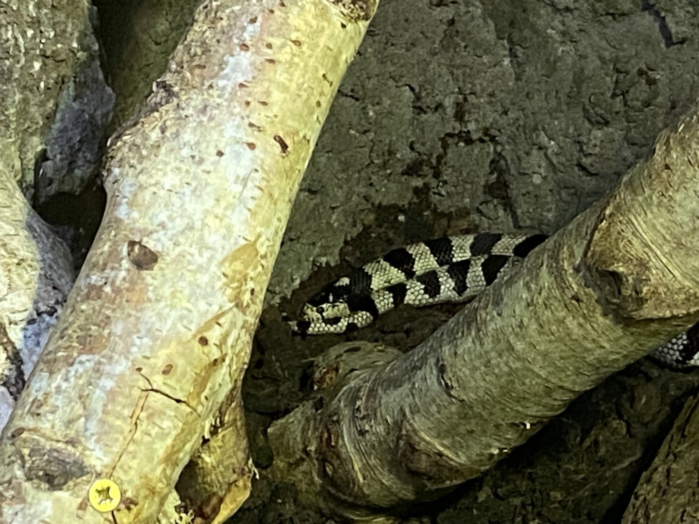 Reptile House - California kingsnake 030924