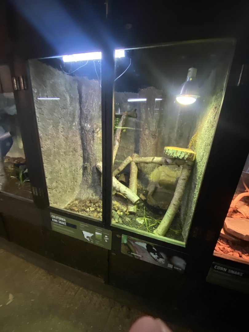 Reptile House - California kingsnake exhibit 030924
