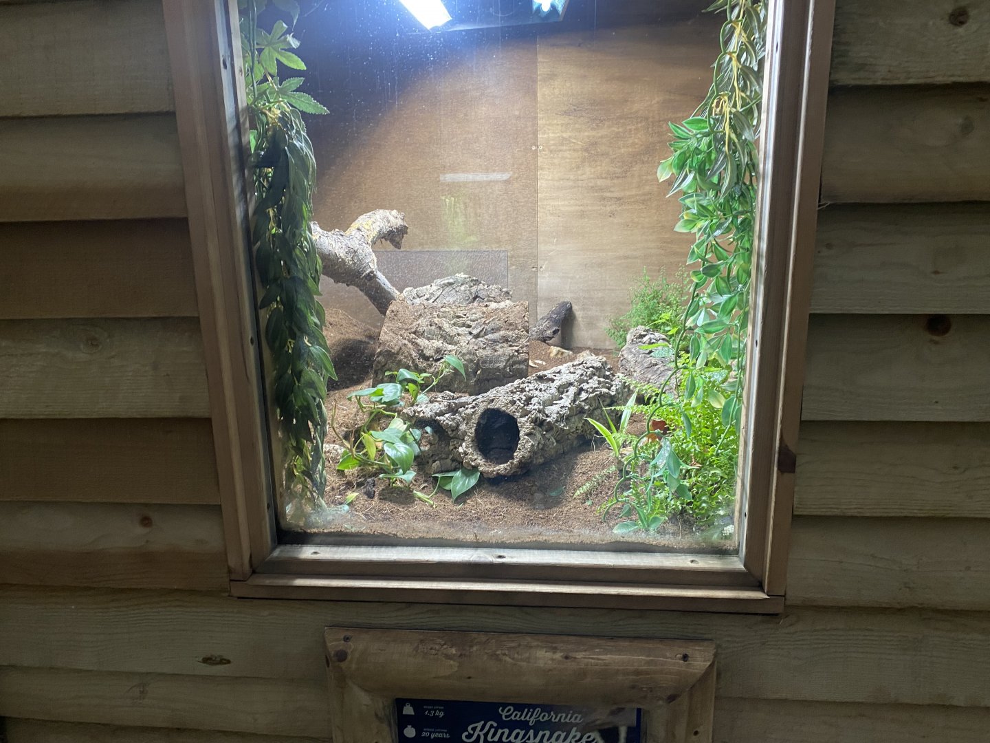 Reptile House - California kingsnake exhibit 130925