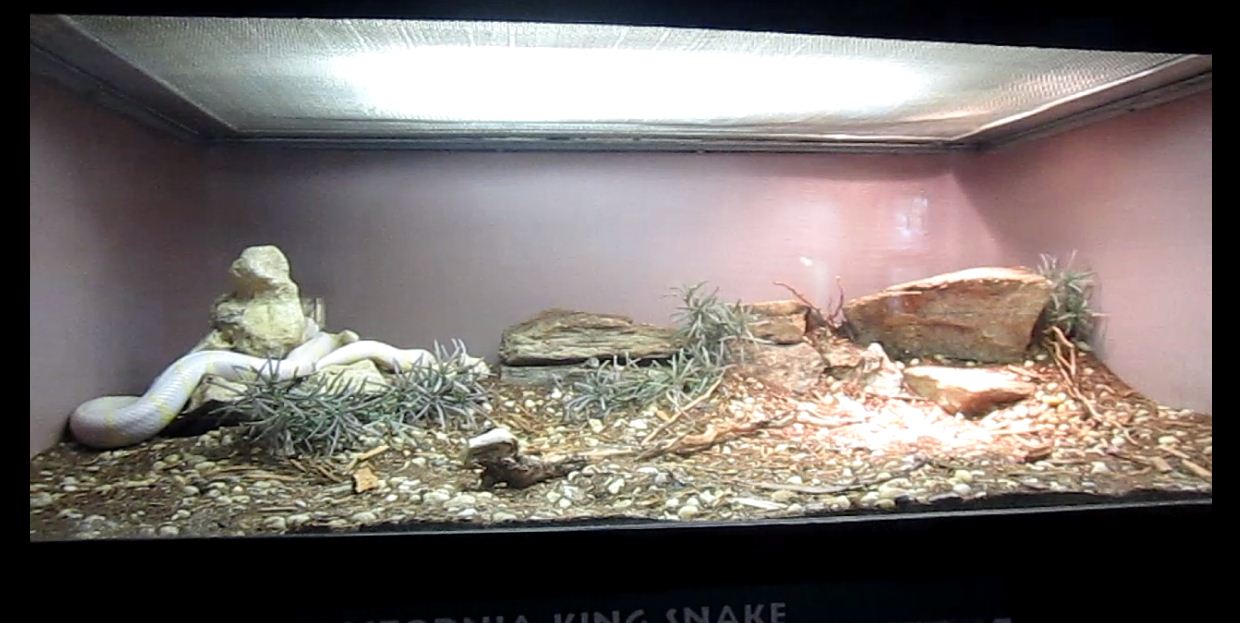Reptile House-California Kingsnake exhibit