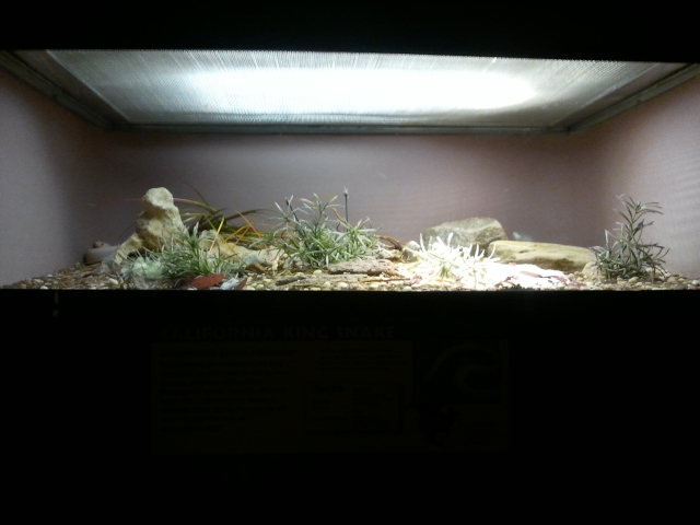 Reptile House-Calinfornia King Snake exhibit