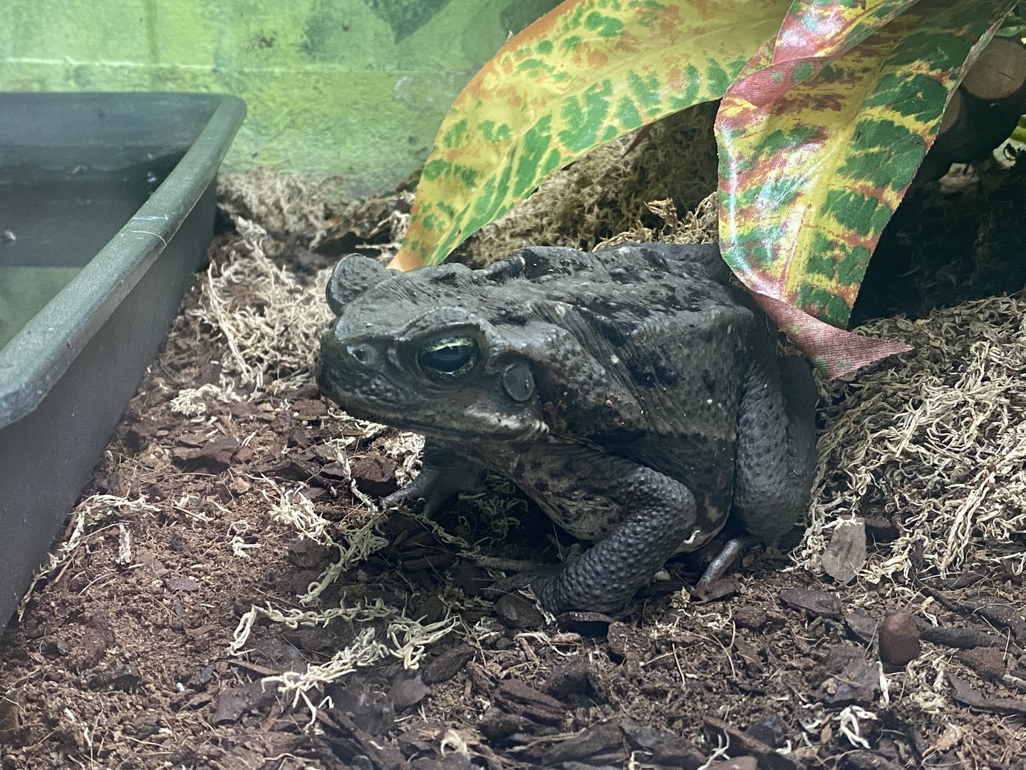 Reptile House - Cane toad 231022