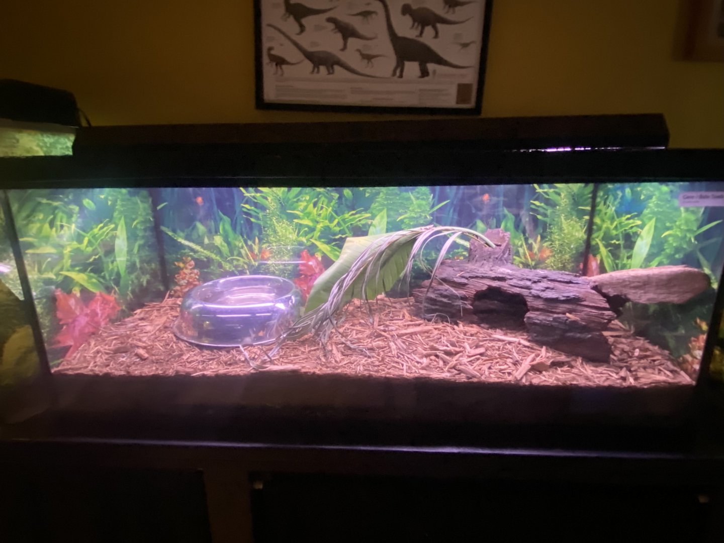 Reptile House - Cane Toad Terrarium