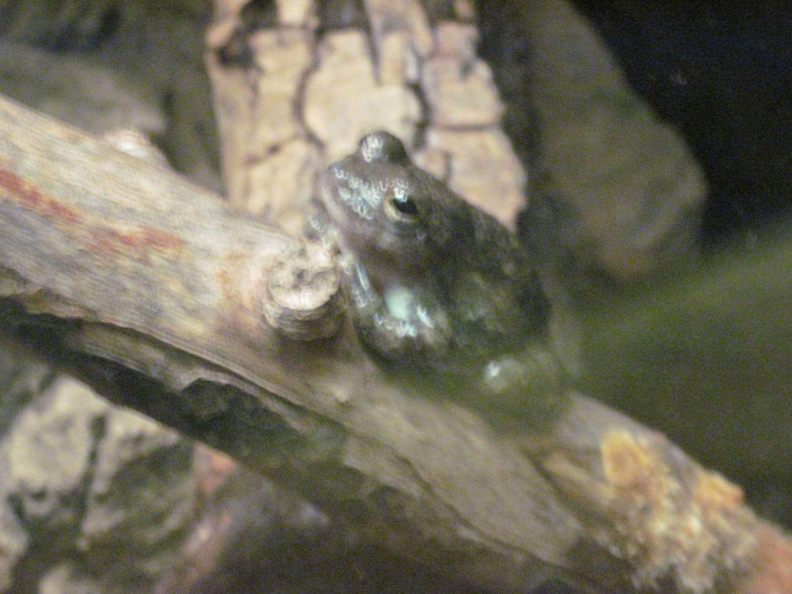 Reptile House-Canyon Treefrog