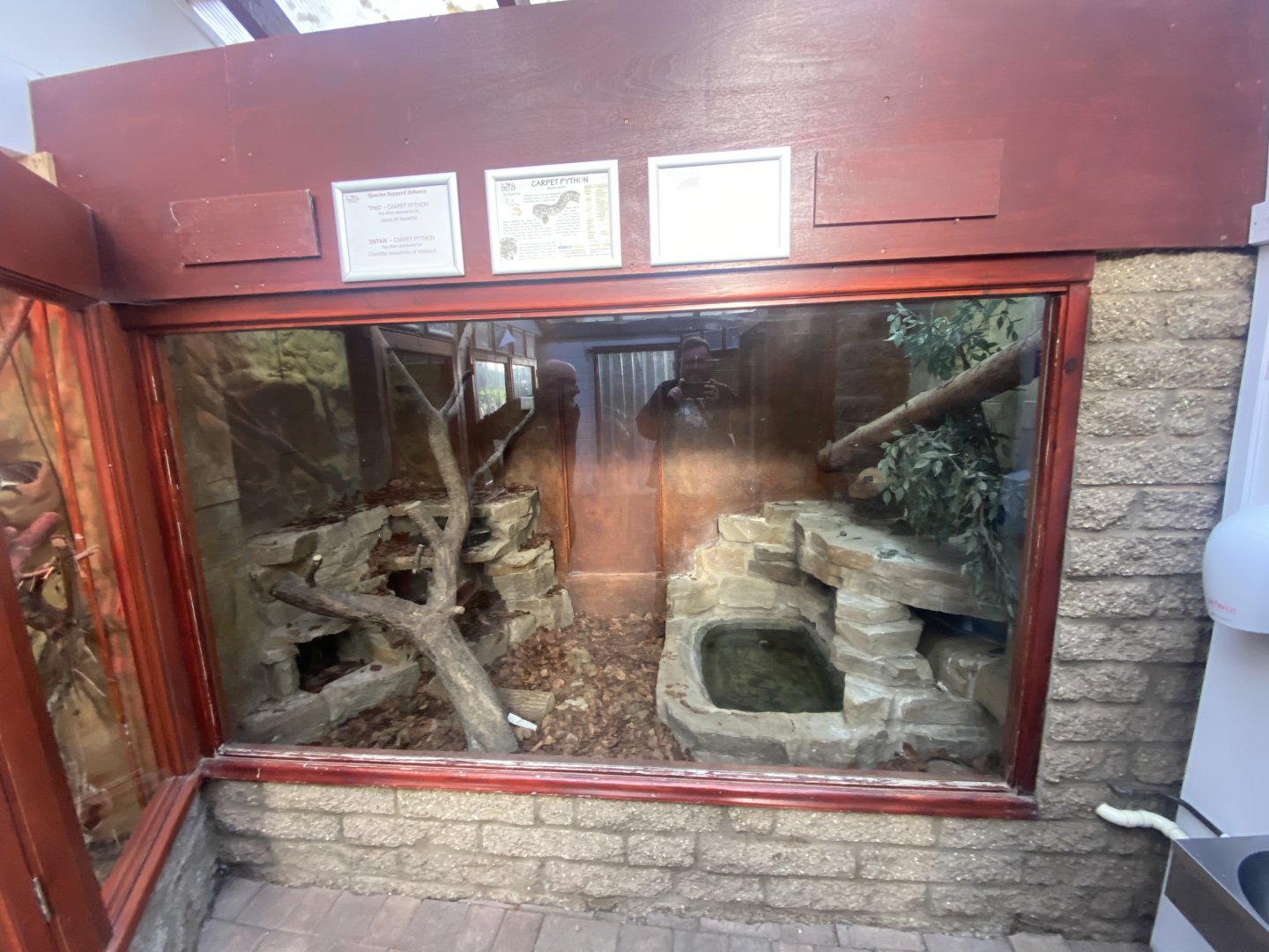 Reptile House - Carpet python exhibit 011125