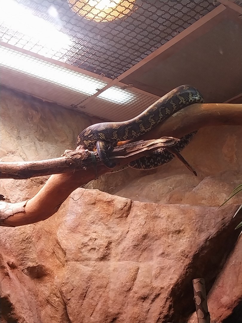Reptile house - Carpet Python (Morelia spilota)