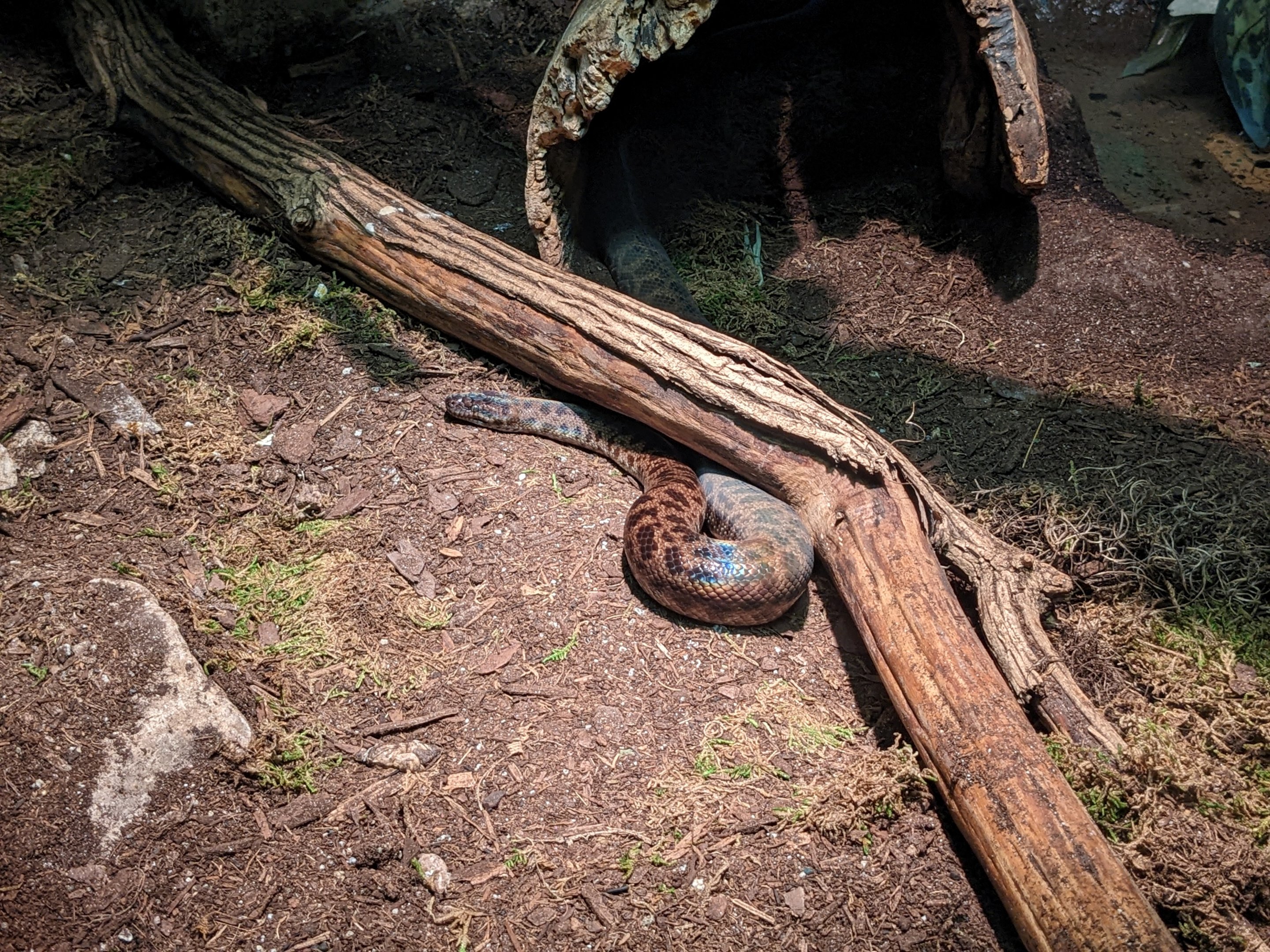 Reptile House - Carpet python