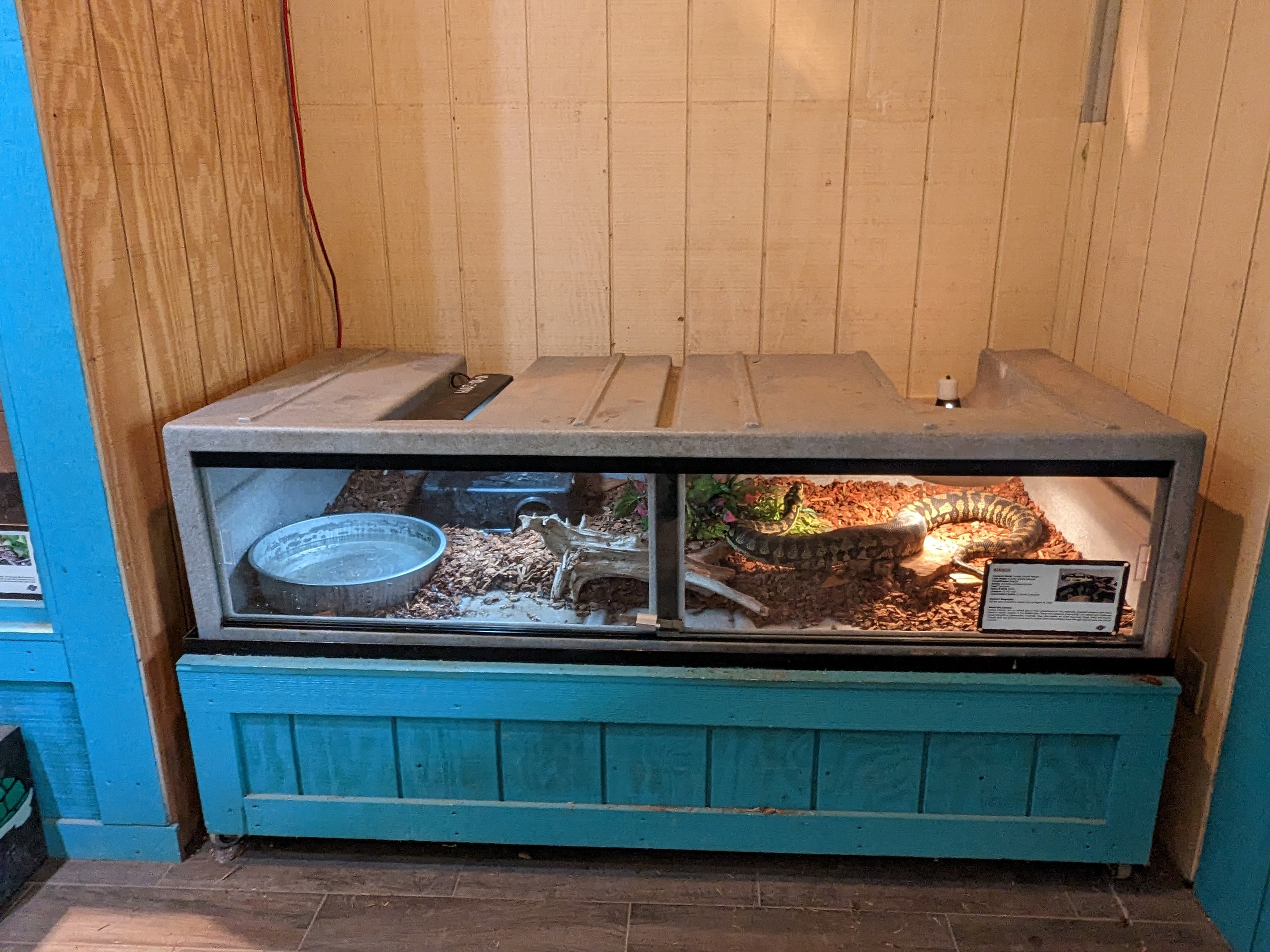 Reptile house - Carpet python