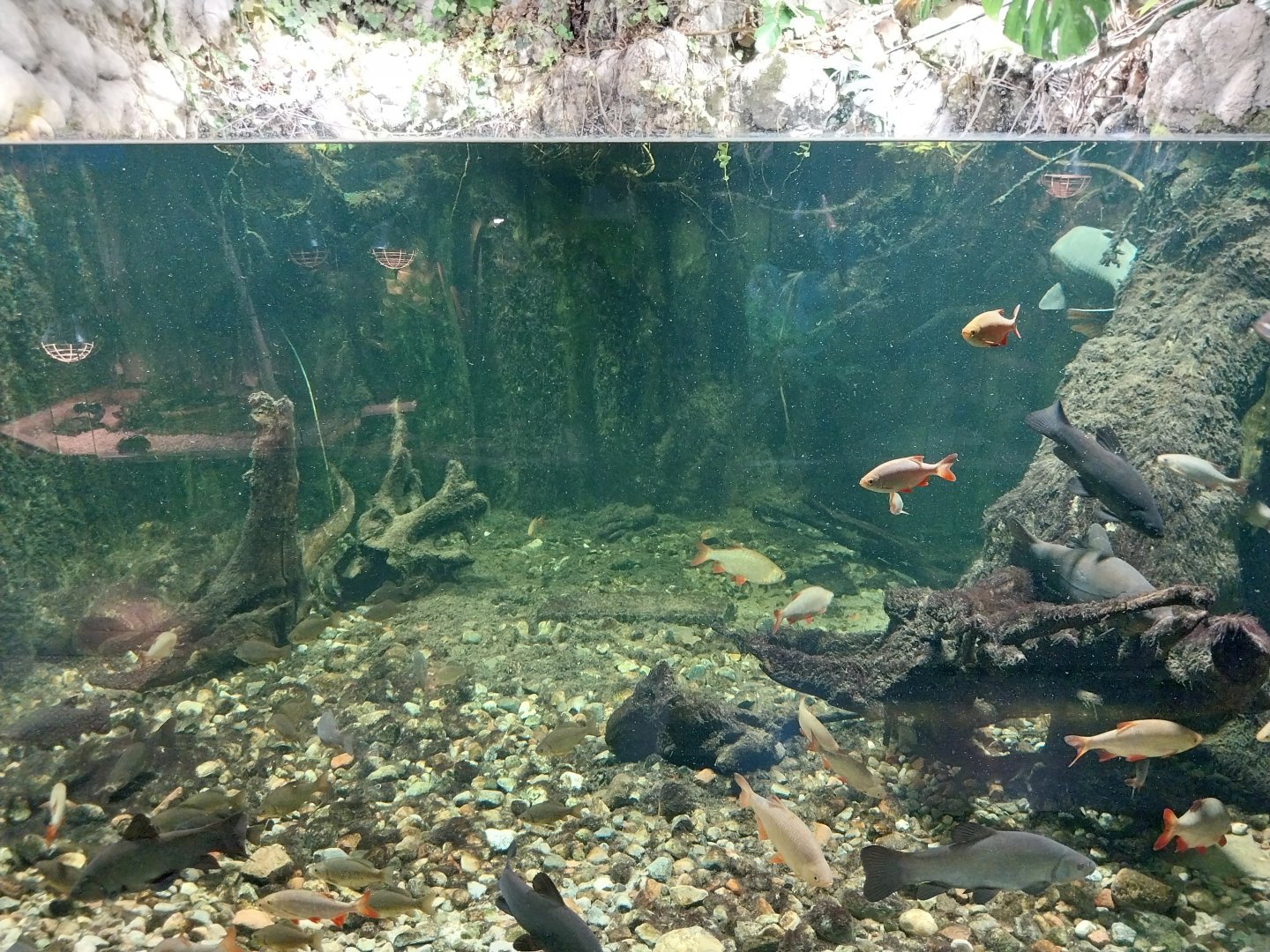 Reptile House - Carps