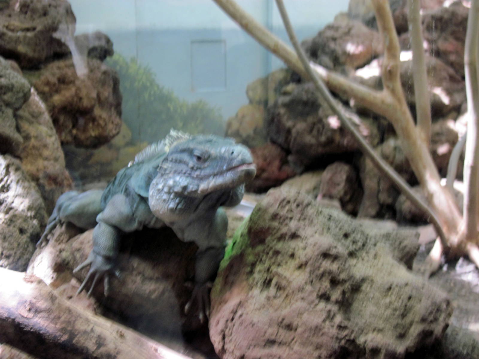Reptile House-Cayman Island Blue Iguana