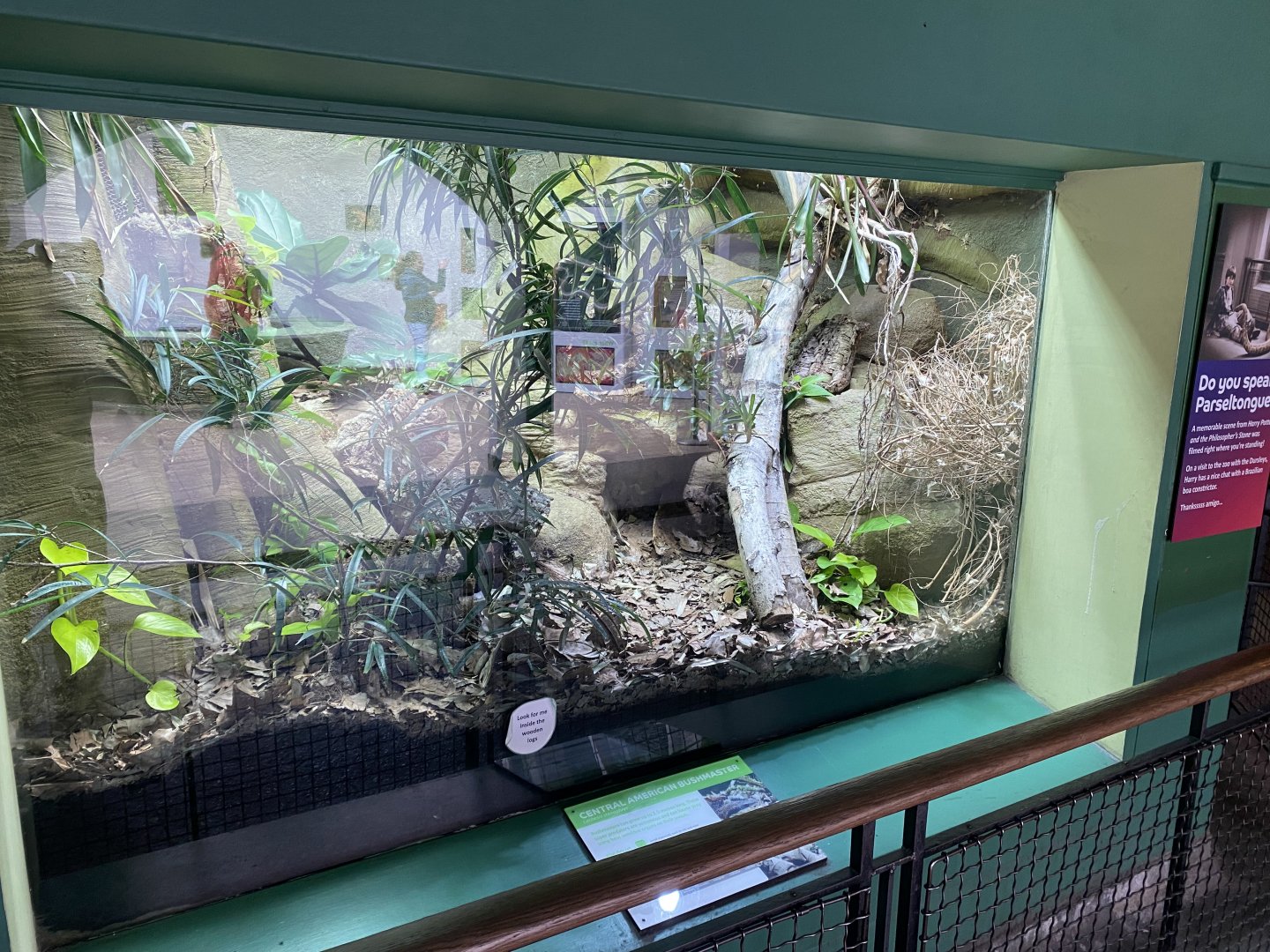 Reptile House - Central American bushmaster exhibit 180322