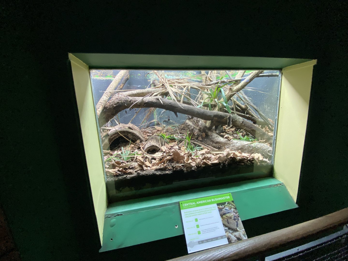 Reptile House - Central American Bushmaster exhibit 180322