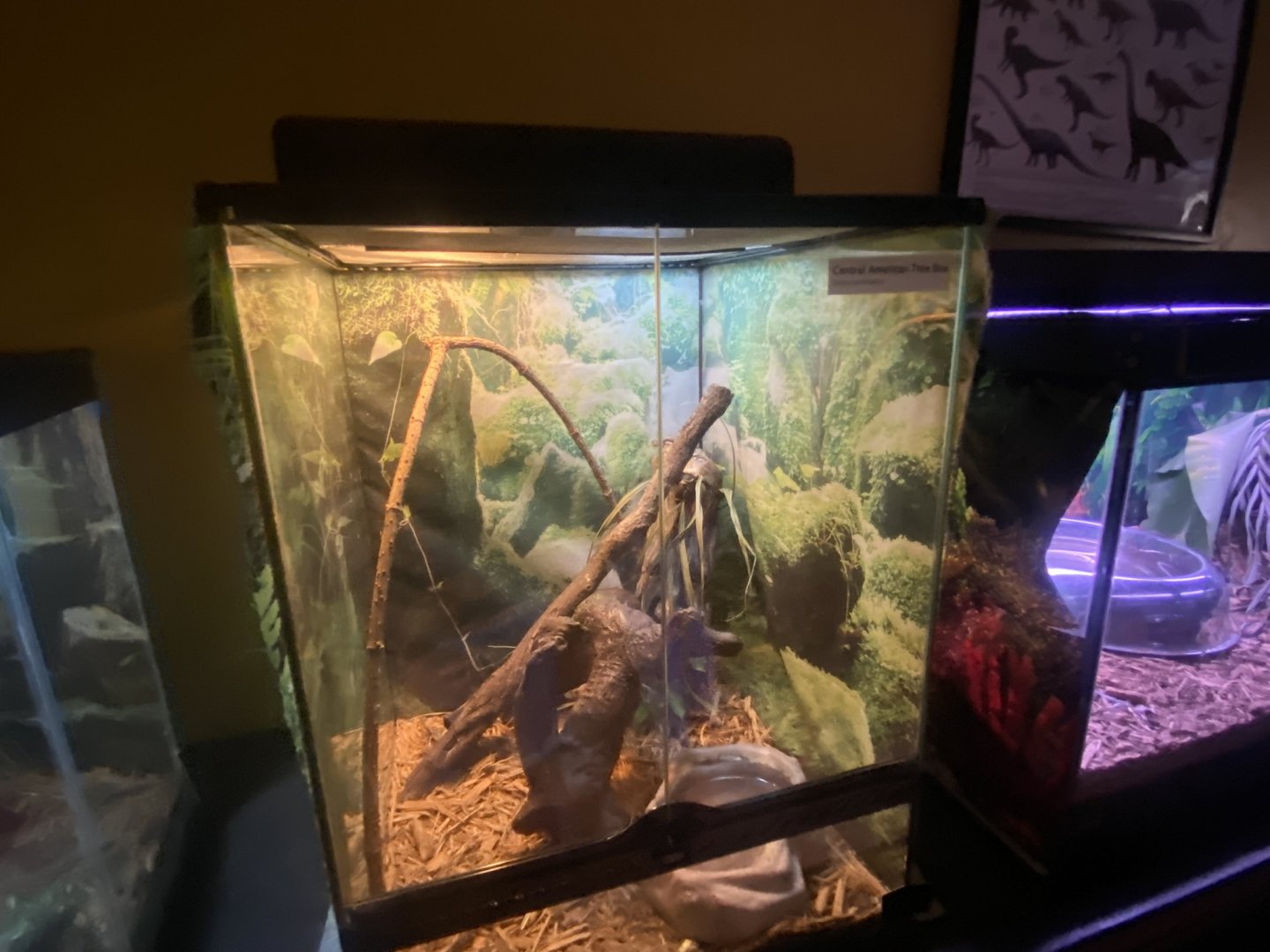 Reptile House - Central American Tree Boa Terrarium