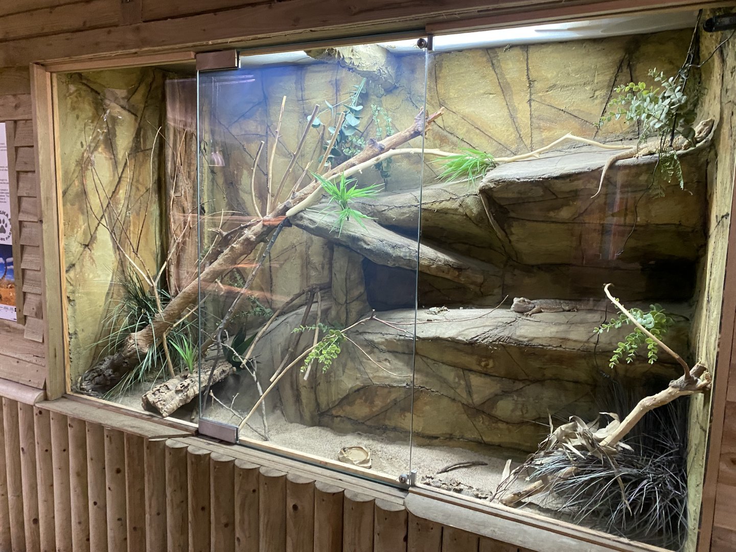 Reptile House - Central bearded dragon exhibit 030924