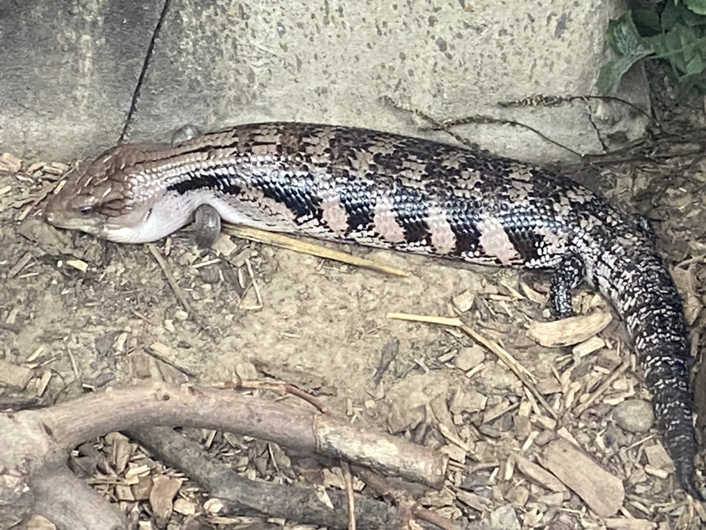 Reptile House - Centralian blue-tongued skink 030924