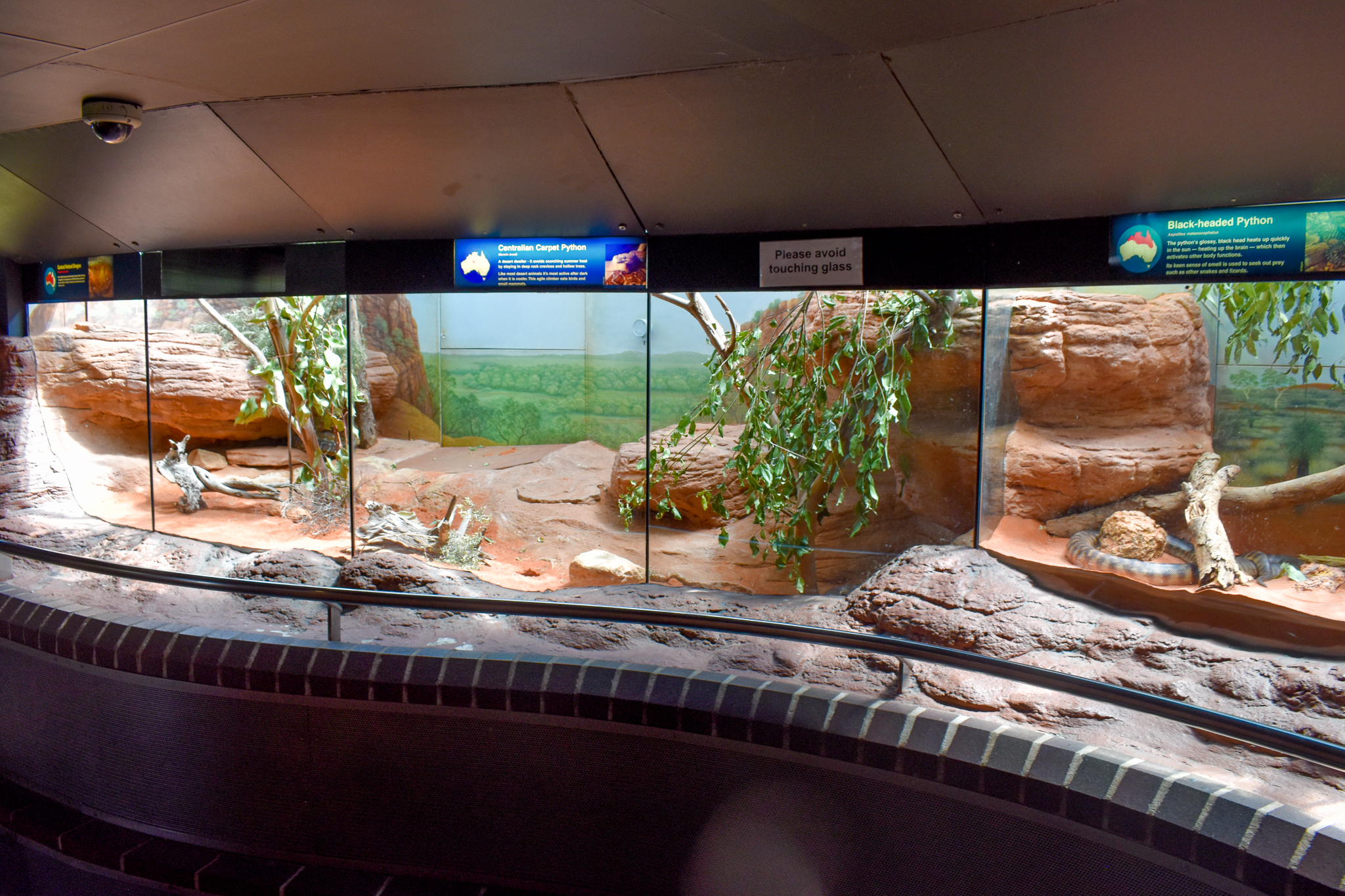 Reptile House - Centralian Python Enclosure
