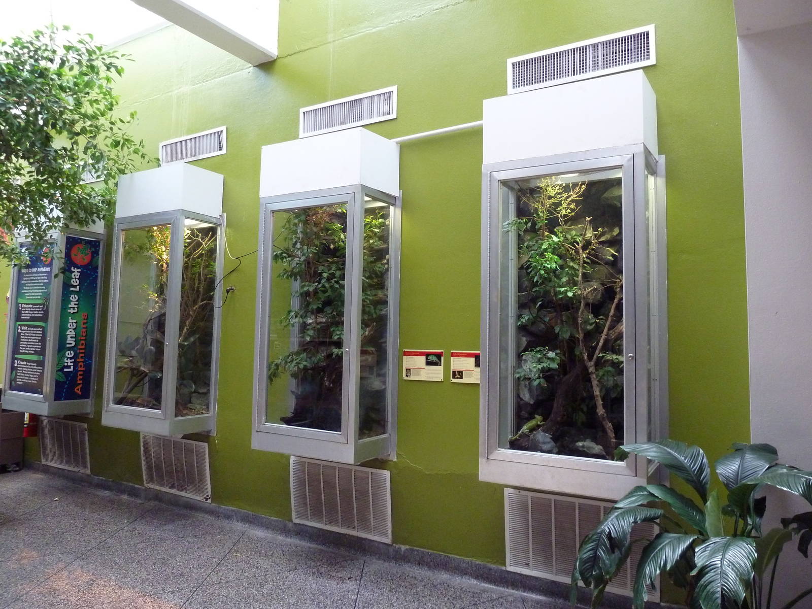 Reptile House - Chameleon Exhibits