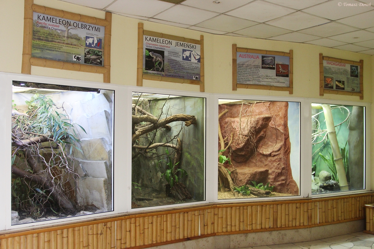 Reptile House - Chameleons section