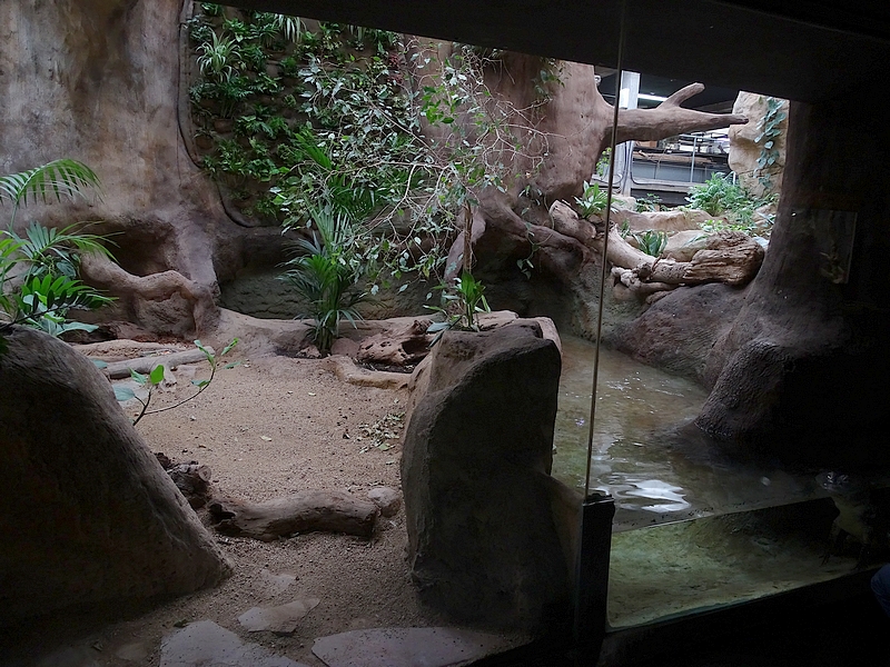 Reptile house - Chinese Alligator Enclosure 1