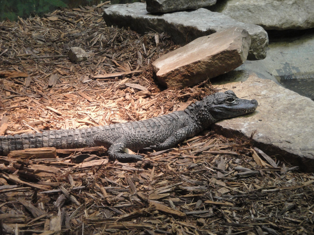 Reptile House - Chinese Alligator