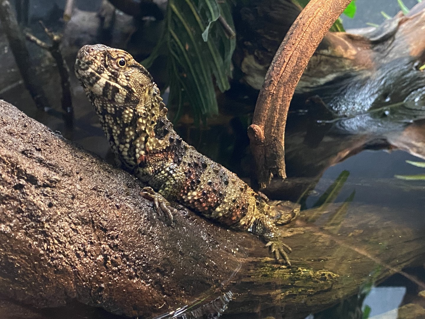 Reptile House - Chinese crocodile lizard 180322