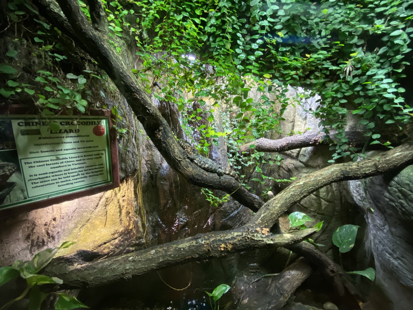 Reptile House - Chinese crocodile lizard exhibit 120920