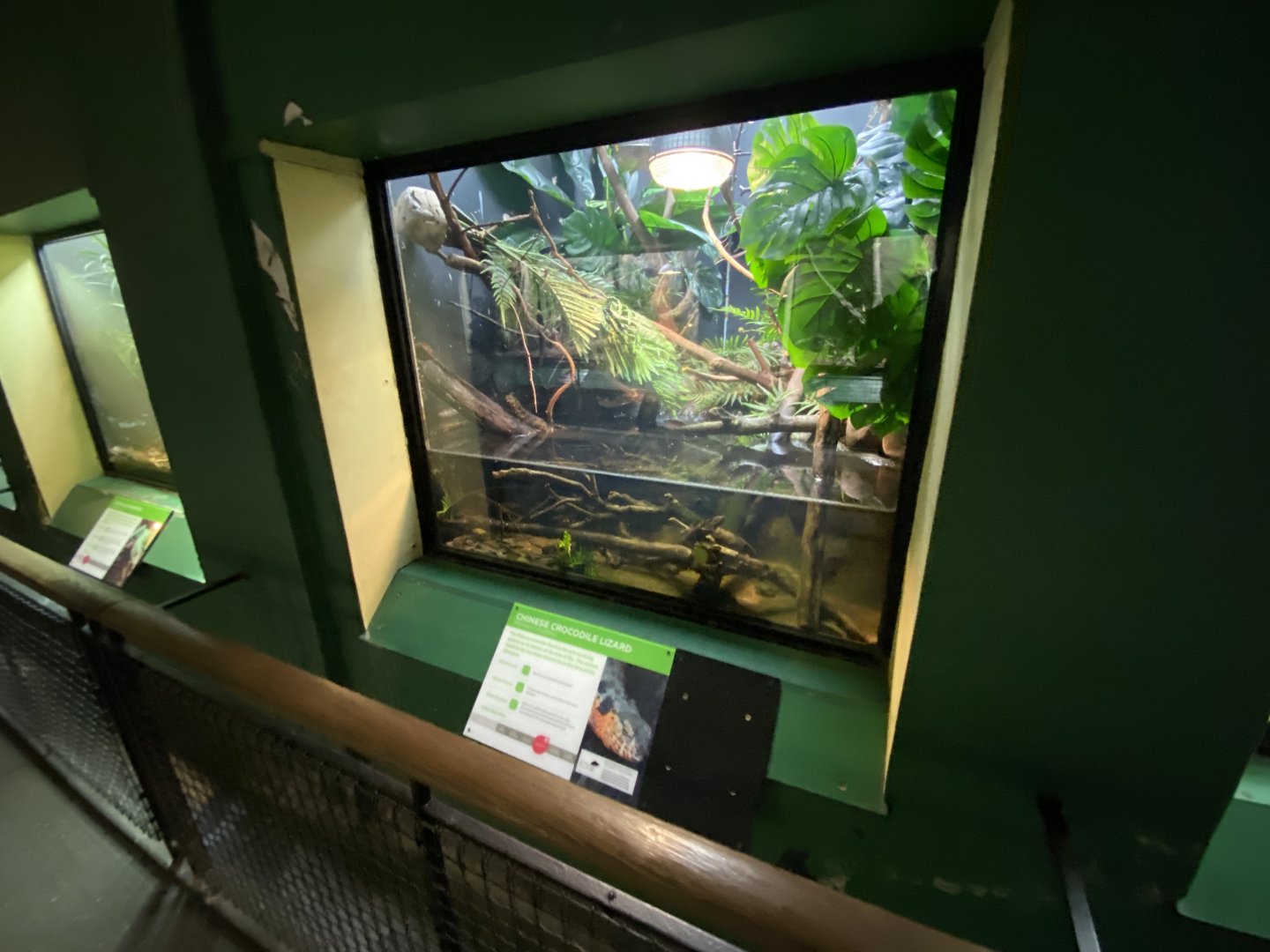 Reptile House - Chinese crocodile lizard exhibit 180322