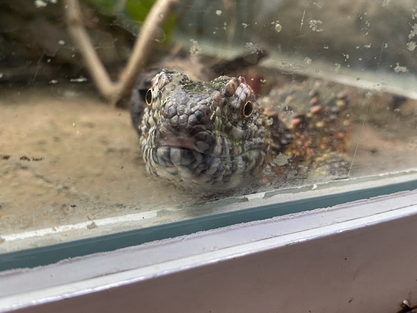 Reptile House - Chinese crocodile lizard exhibit 190622
