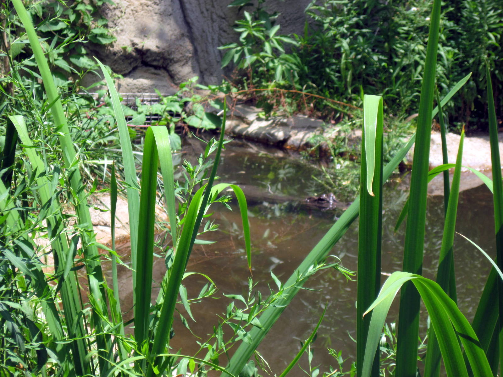 Reptile House-Chinese Crocodile