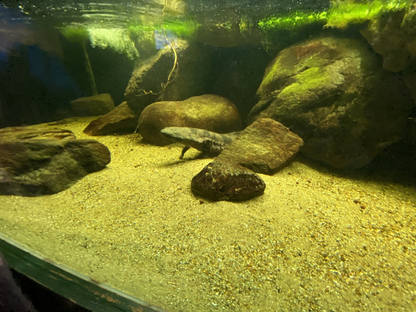 Reptile House - Chinese giant salamander 180322