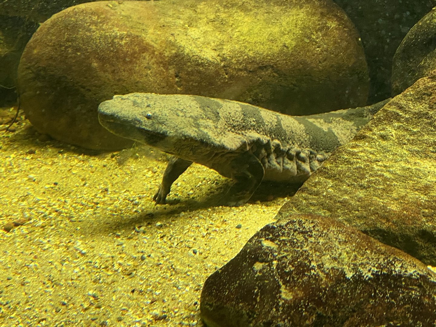 Reptile House - Chinese giant salamander 180322