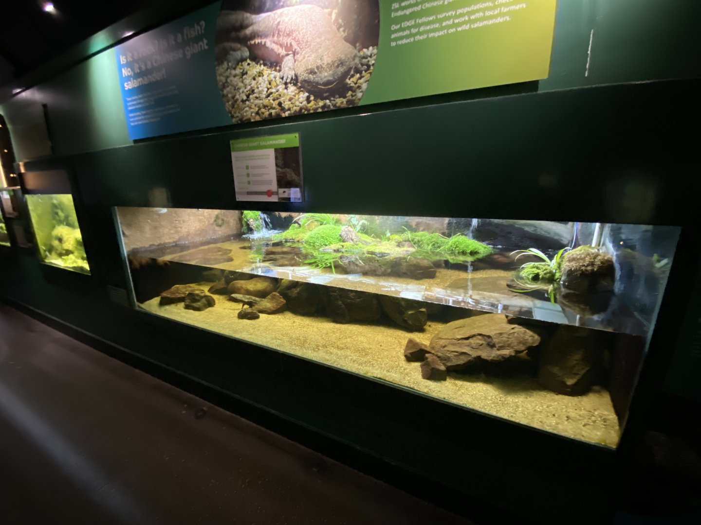 Reptile House - Chinese giant salamander exhibit 180322