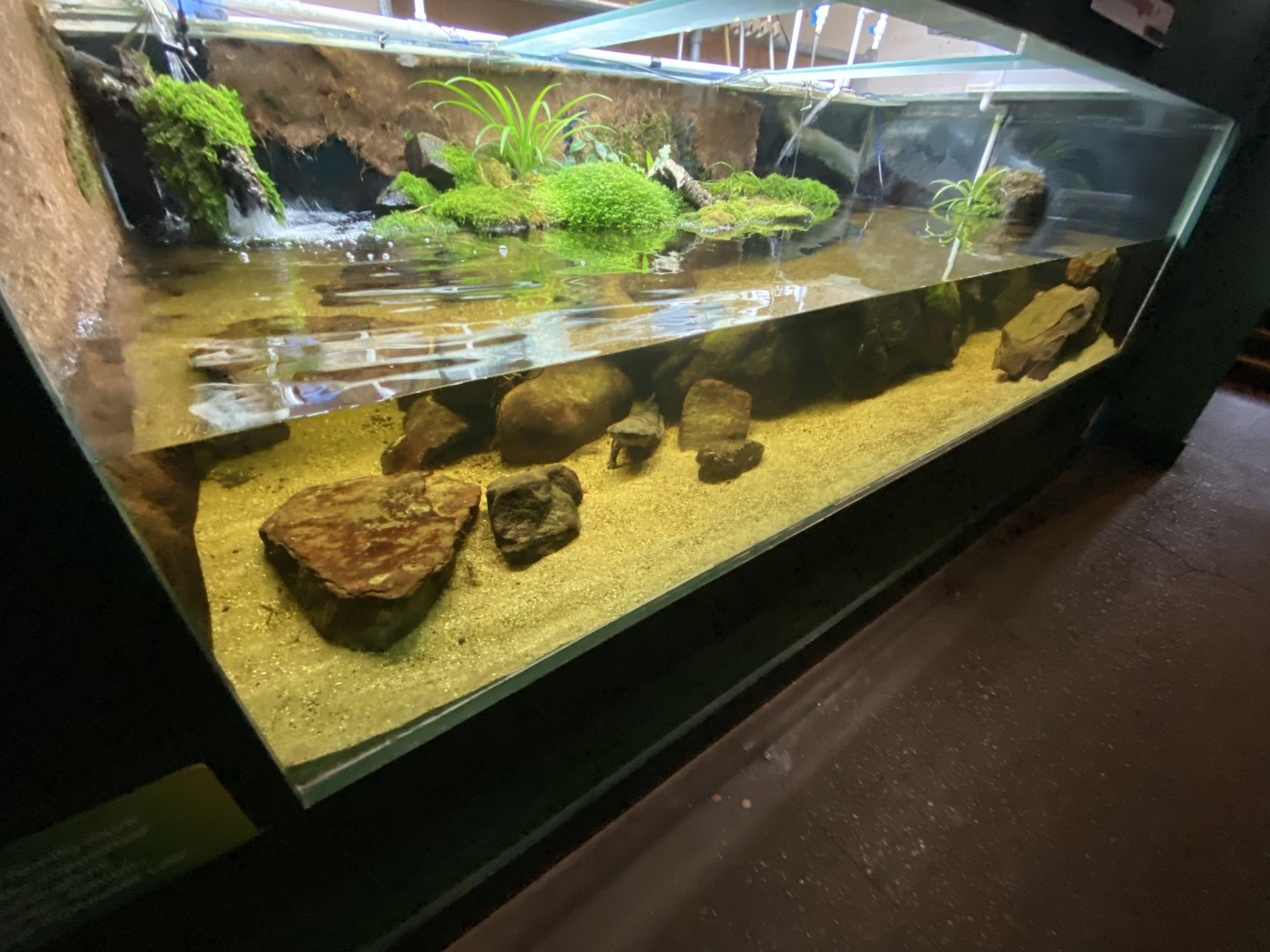 Reptile House - Chinese giant salamander exhibit 180322