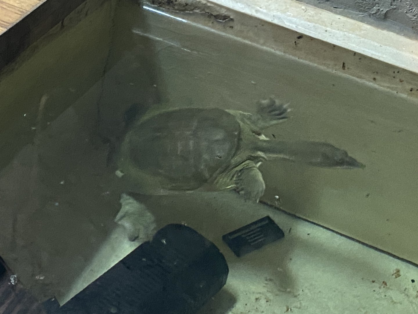 Reptile House - Chinese soft-shelled turtle 030924