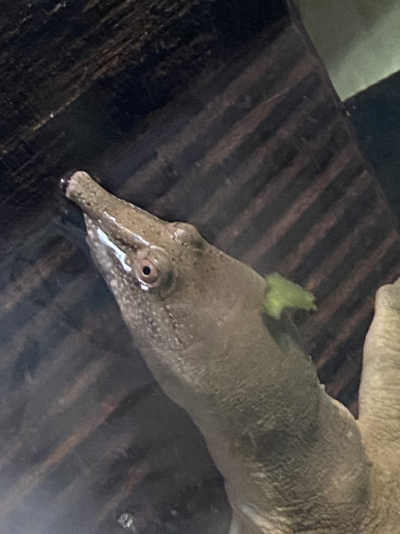 Reptile House - Chinese soft-shelled turtle 030924