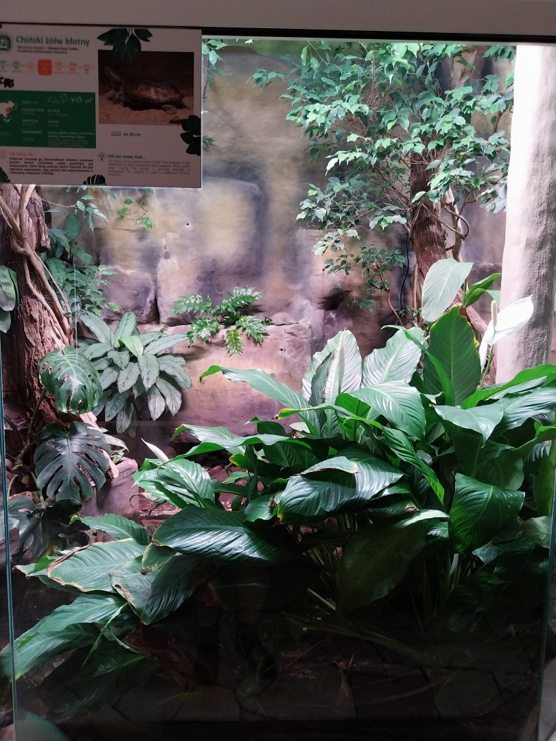 Reptile house - Chinese Three-keeled Pond Turtle (Mauremys reevesii) exhibit