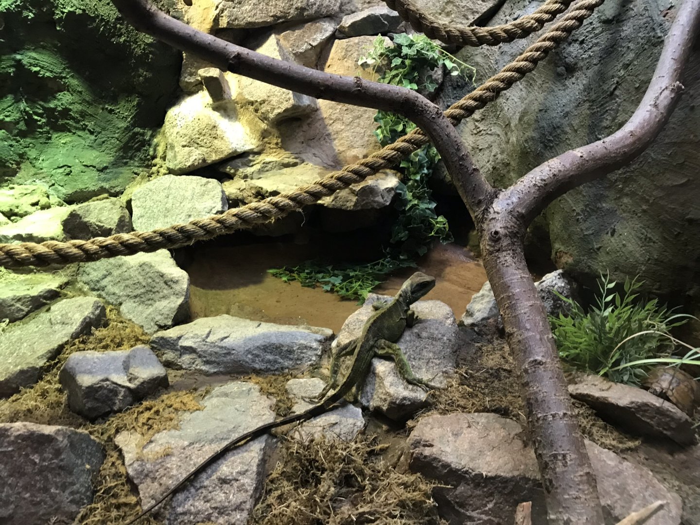Reptile House - Chinese water dragon 230619