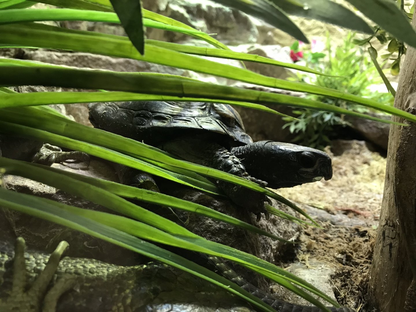 Reptile House - Coahuilan box turtle 230619