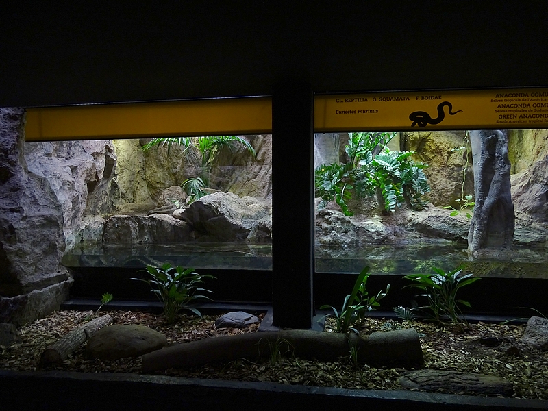 Reptile House - Commom anaconda enclosure