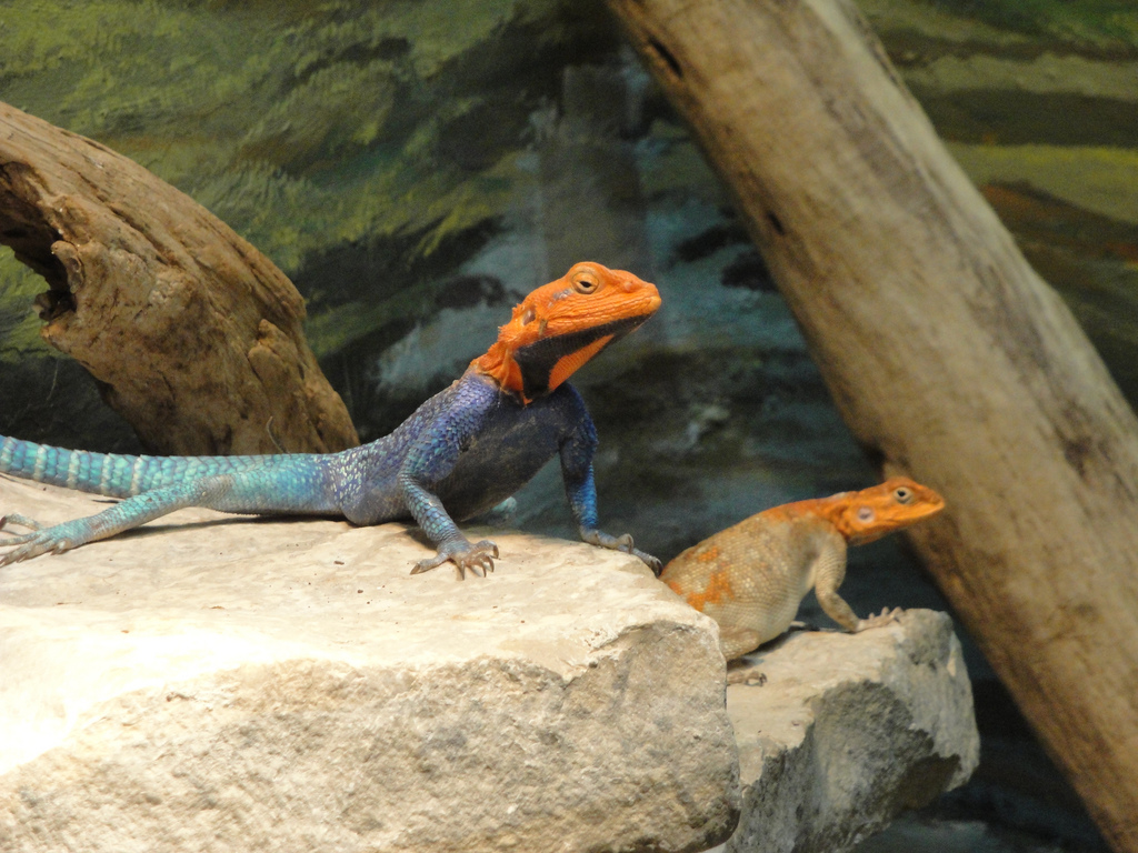 Reptile House - Common Agama