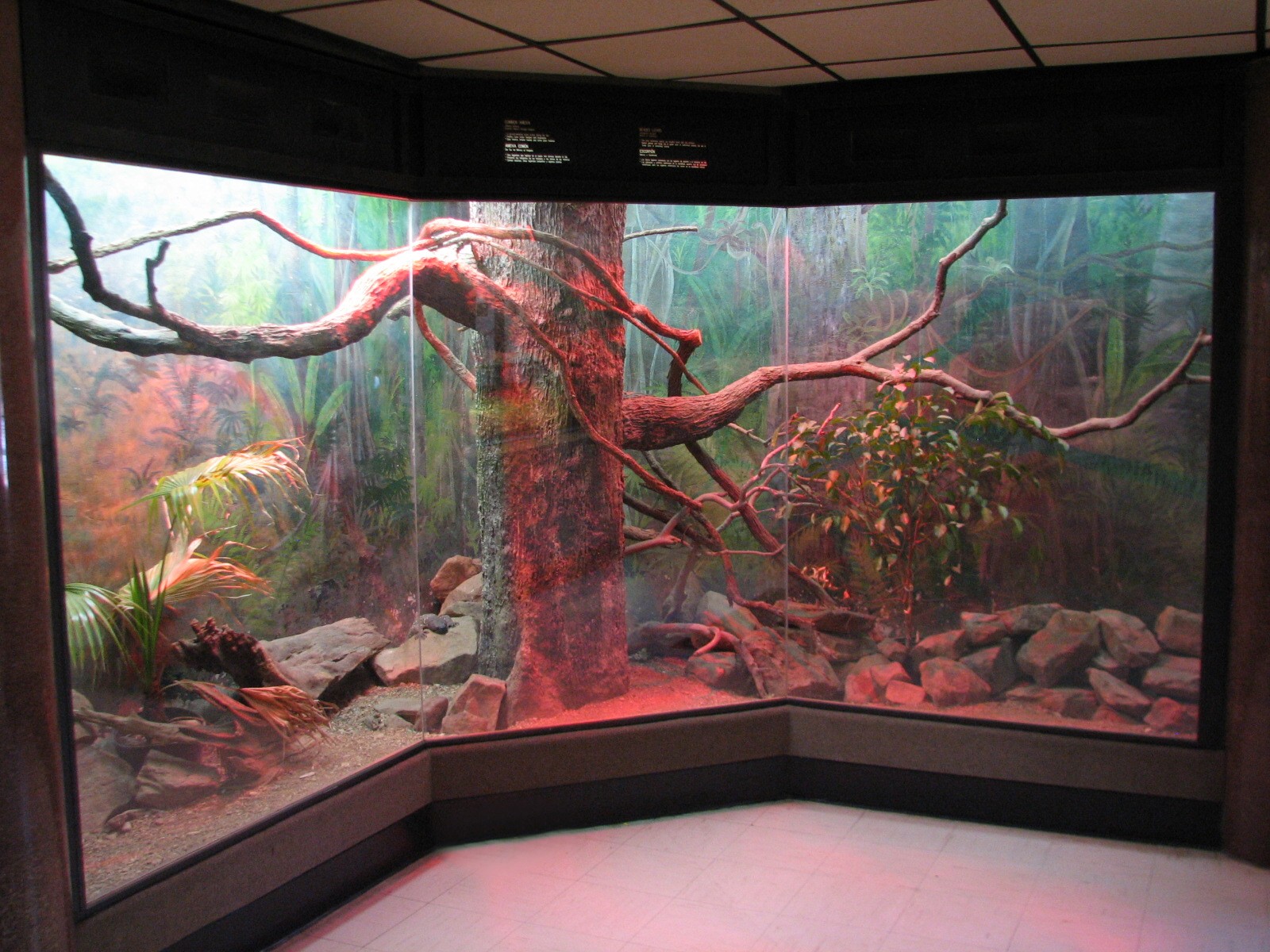 Reptile House - Common Ameiva Exhibit