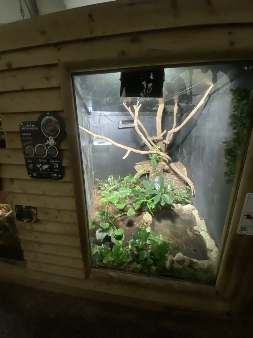 Reptile House - Common boa exhibit 130925