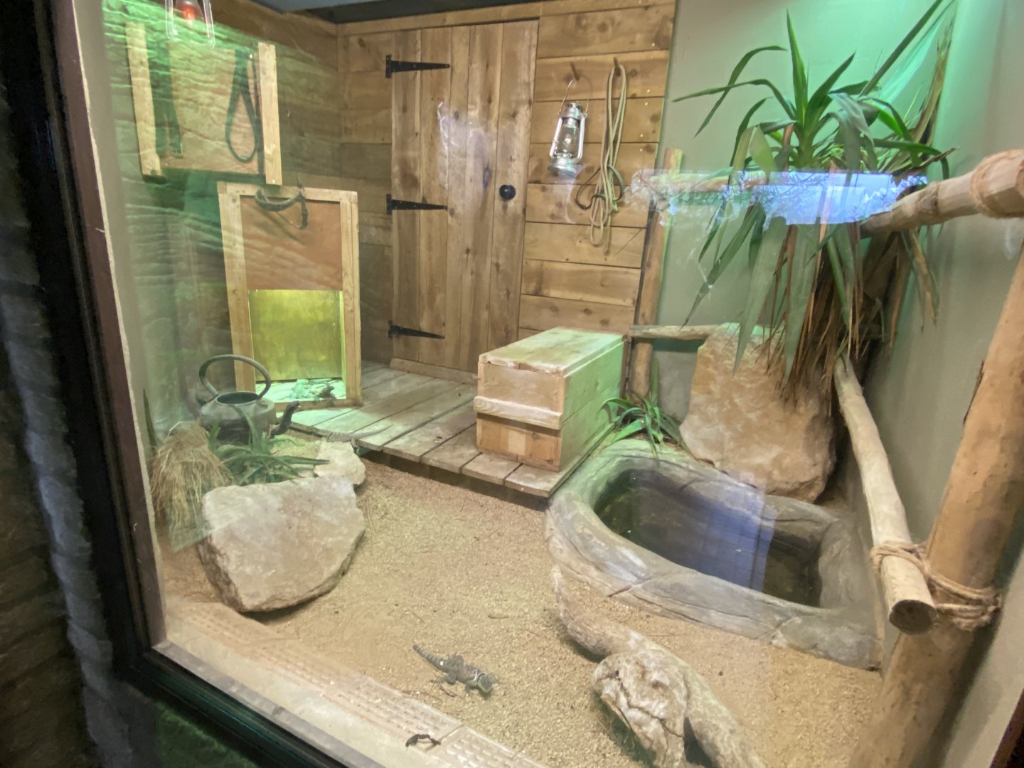 Reptile House - Common chuckwalla and Blue spiny lizard exhibit 280222