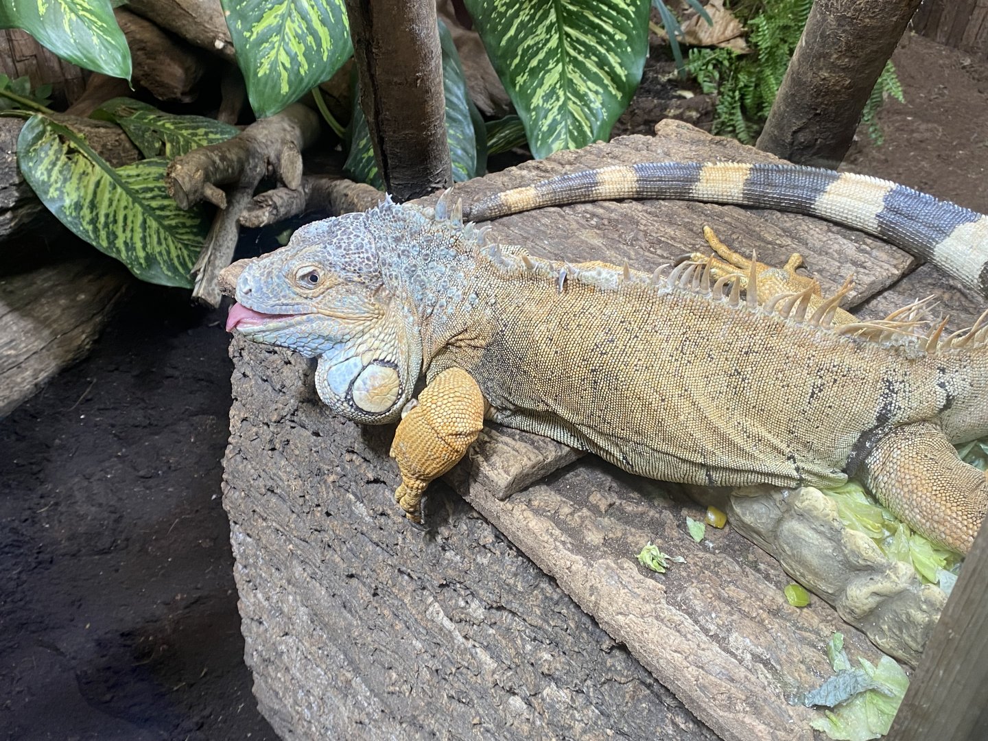 Reptile House - Common green iguana 130925